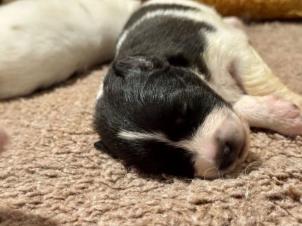 7 Großspitz Welpen am 27.11.2025 geworfen