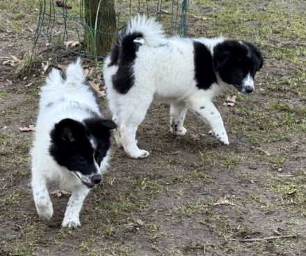 5 Großspitz Welpen nun jederzeit auszugsbereit