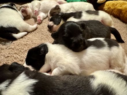 7 Großspitz Welpen am 27.11.2025 geworfen