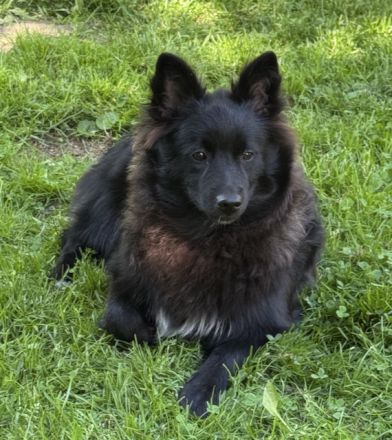 2 Großspitz Junghunde mit 6 Monaten sofort auszugsbereit