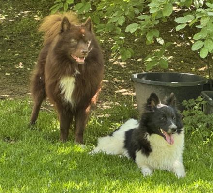 2 Großspitz Junghunde mit 7 Monaten sofort auszugsbereit