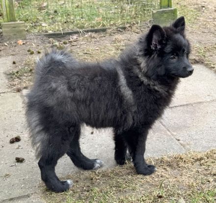 6 Großspitz Welpen nun jederzeit auszugsbereit