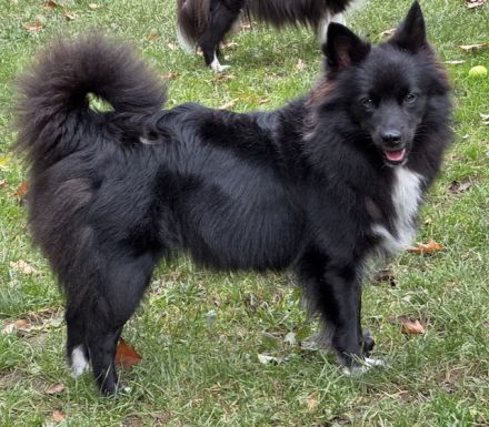 5 Großspitz Welpen nun jederzeit auszugsbereit