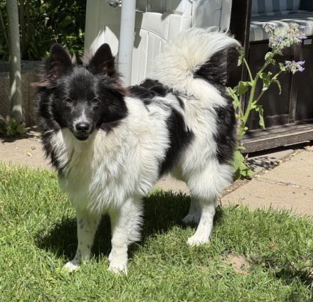 2 Großspitz Junghunde mit 7 Monaten sofort auszugsbereit