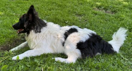 2 Großspitz Junghunde mit 6 Monaten sofort auszugsbereit