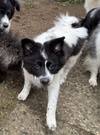 6 Großspitz Welpen nun jederzeit auszugsbereit