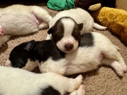 7 Großspitz Welpen am 27.11.2025 geworfen