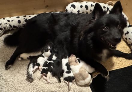 7 Großspitz Welpen am 27.11.2025 geworfen