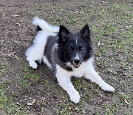 6 Großspitz Welpen nun jederzeit auszugsbereit