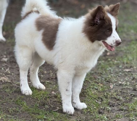 6 Großspitz Welpen nun jederzeit auszugsbereit