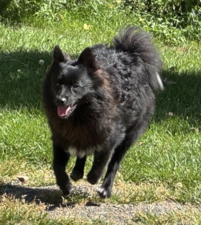 2 Großspitz Junghunde mit 7 Monaten sofort auszugsbereit