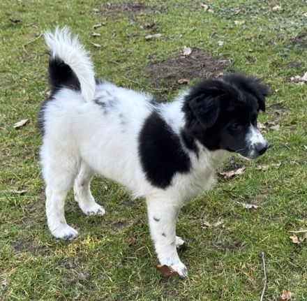 6 Großspitz Welpen nun jederzeit auszugsbereit