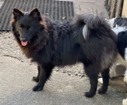 2 Großspitz Junghunde mit 7 Monaten sofort auszugsbereit