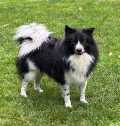 7 Großspitz Welpen am 27.11.2025 geworfen