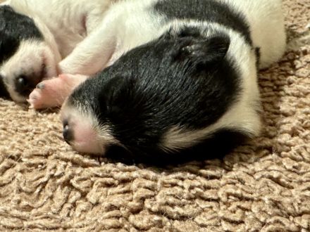 7 Großspitz Welpen am 27.11.2025 geworfen