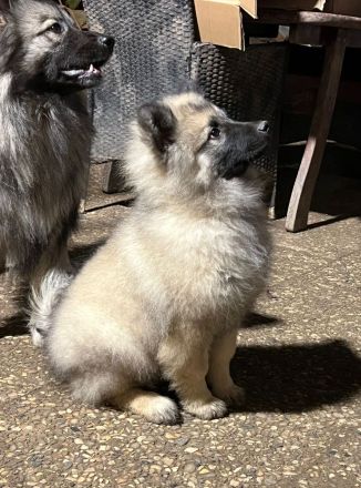 Wolfspitz Keeshond Rüde verkaufen
