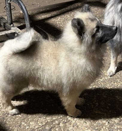 Wolfspitz Keeshond Rüde verkaufen