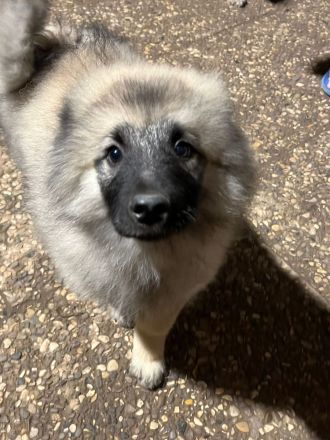 Wolfspitz Keeshond Rüde verkaufen