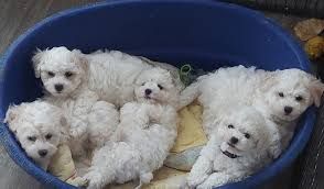 Bichon Frise Welpen