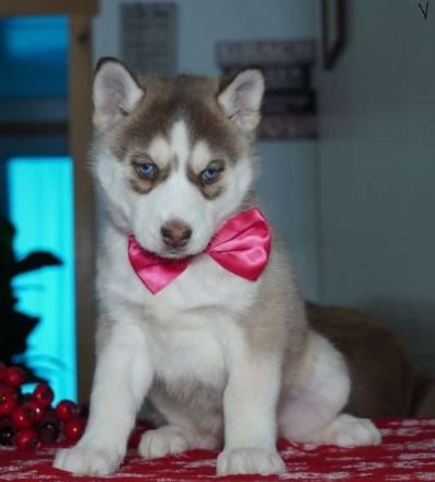 Siberian husky Welpen mit FCI Stammbaum