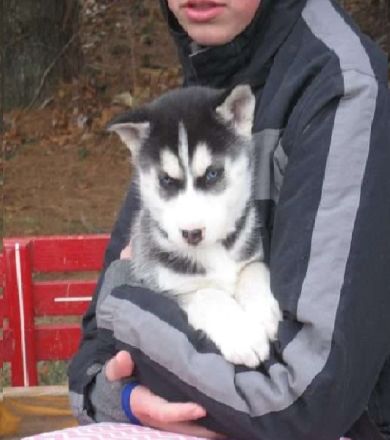 Siberian husky Welpen mit FCI Stammbaum