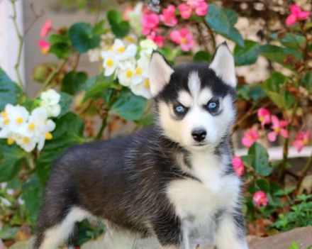 Siberian husky Welpen mit FCI Stammbaum