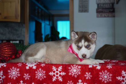 Siberian husky Welpen mit FCI Stammbaum