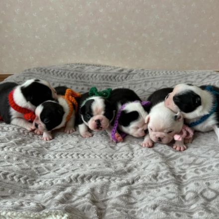 Boston Terrier-Welpen