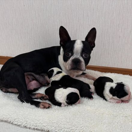 Boston Terrier-Welpen