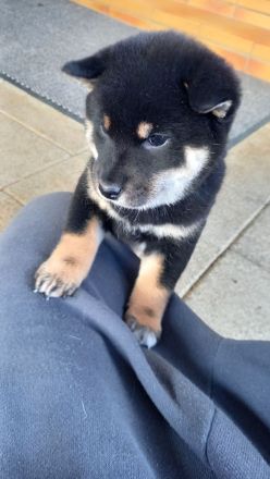 Süße Shiba inu Welpen