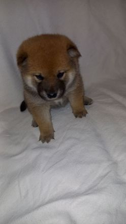 Süße Shiba inu Welpen