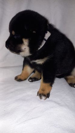 Süße Shiba inu Welpen