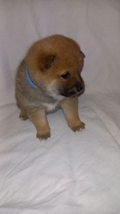 Süße Shiba inu Welpen