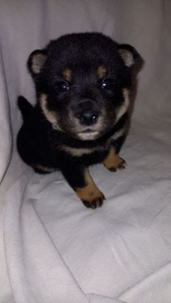 Süße Shiba inu Welpen