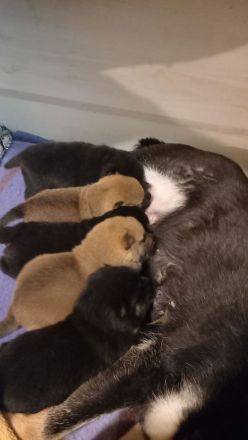 Süße Shiba inu Welpen