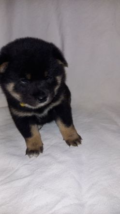 Süße Shiba inu Welpen