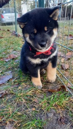 Süße Shiba inu Welpen