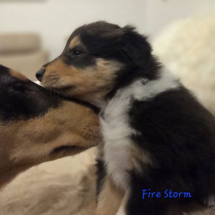 Amerikanischer Colliewelpe