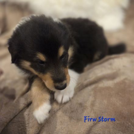 Amerikanischer Colliewelpe