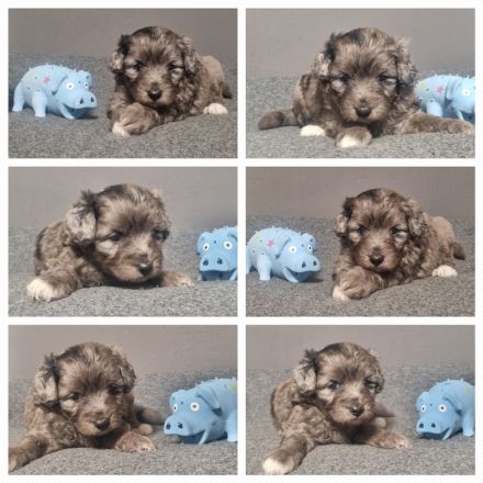 Havapoo (wie Maltipoo) - Bezaubernde Welpen in tollen Farben-langjährige Haus/Familienaufzucht.