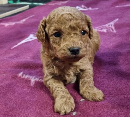 Havapoo (wie Maltipoo) - Bezaubernde Welpen in tollen Farben-langjährige Haus/Familienaufzucht.