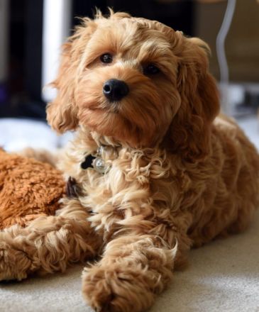 Havapoo (wie Maltipoo) - Bezaubernde Welpen in tollen Farben-langjährige Haus/Familienaufzucht.
