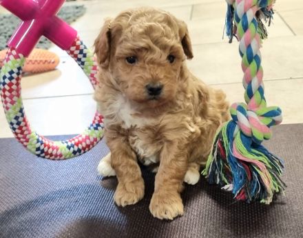 Havapoo (wie Maltipoo) - Bezaubernde Welpen in tollen Farben-langjährige Haus/Familienaufzucht.