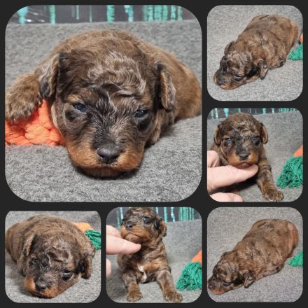 Havapoo (wie Maltipoo) - Bezaubernde Welpen in tollen Farben-langjährige Haus/Familienaufzucht.