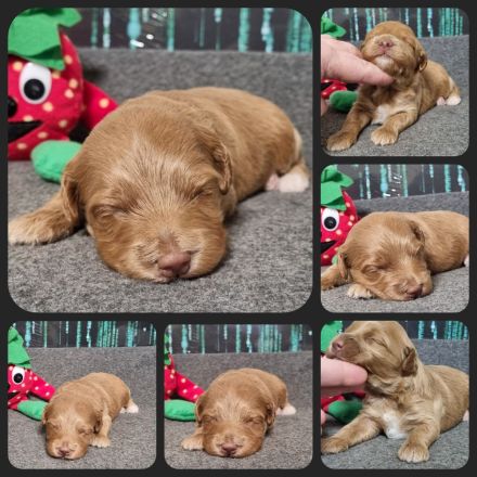 Havapoo (wie Maltipoo) - Bezaubernde Welpen in tollen Farben-langjährige Haus/Familienaufzucht.