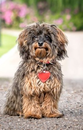 Havapoo (wie Maltipoo) - Bezaubernde Welpen in tollen Farben-langjährige Haus/Familienaufzucht.