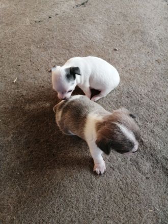 Chiwawa Mops mischlinge