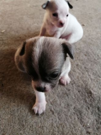 Chiwawa Mops mischlinge