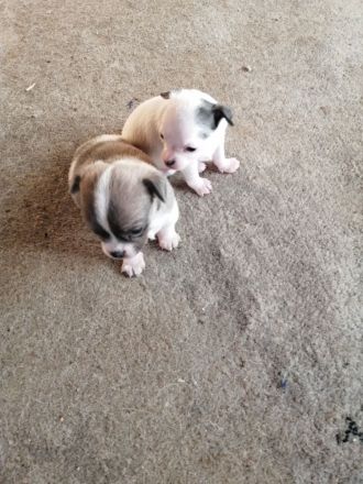 Chiwawa Mops mischlinge