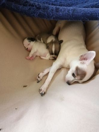 Chiwawa Mops mischlinge